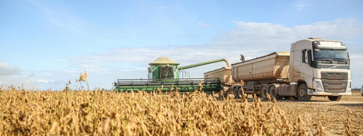 pexels-melquizedeque-31226932